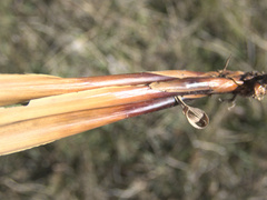 Juncus australis