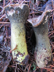 Hypomyces viridigriseus