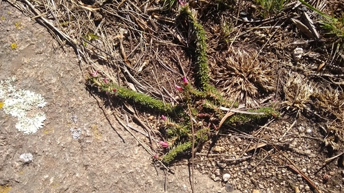 Portulaca eruca (Portulaca eruca)