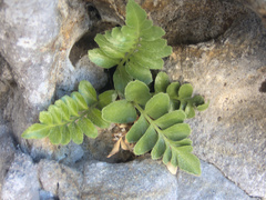 Asplenium decurrens