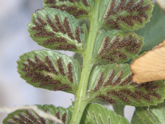 Asplenium decurrens