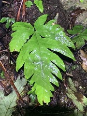 Tectaria griffithii