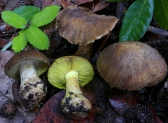Cortinarius clandestinus