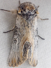 Walterella ocellata