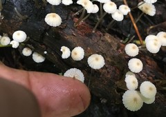 Mycena yirukensis