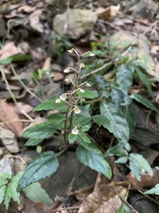 Scutellaria taiwanensis