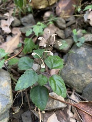 Scutellaria taiwanensis