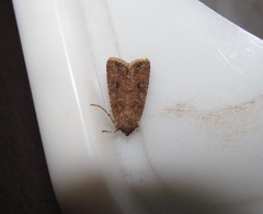 Ichneutica morosa