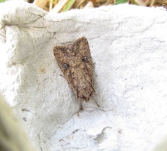 Ichneutica morosa
