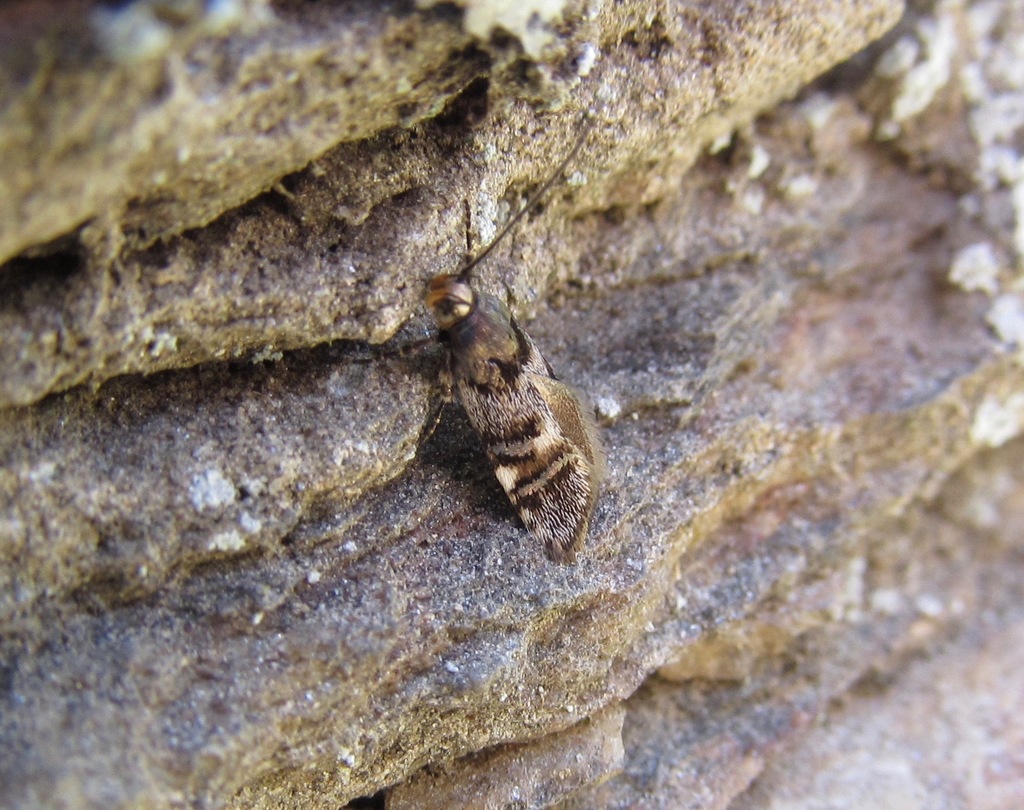 Hierodoris frigida