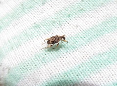 Stephanorhynchus curvipes