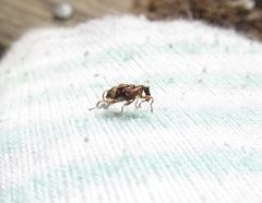 Stephanorhynchus curvipes