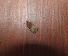 Eudonia asterisca