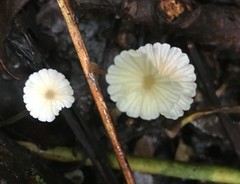 Mycena yirukensis