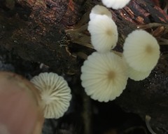Mycena yirukensis