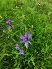 Sisyrinchium chilense