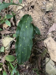 Cremastra appendiculata