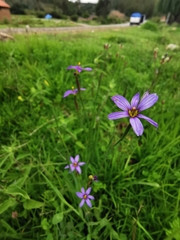Sisyrinchium chilense