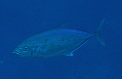 Craterognathus plagiotaenia