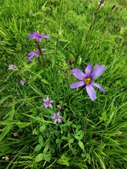Sisyrinchium chilense