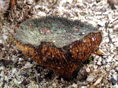 Cortinarius sublargus