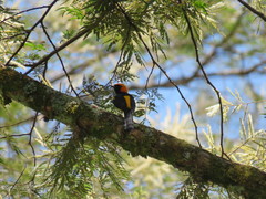 Icterus auricapillus