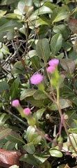 Emilia sonchifolia image
