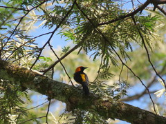 Icterus auricapillus