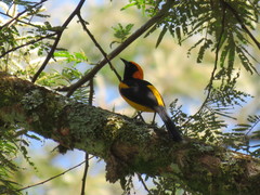 Icterus auricapillus