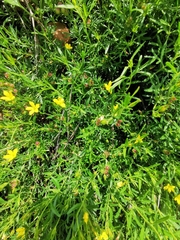 Menodora integrifolia