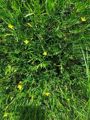 Menodora integrifolia
