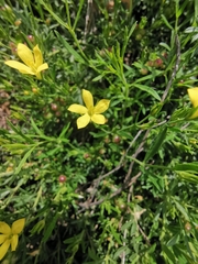Menodora integrifolia