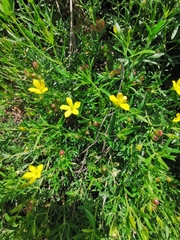 Menodora integrifolia
