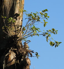 Ficus pertusa