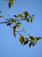 Ficus pertusa