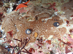 Eudistoma psammion