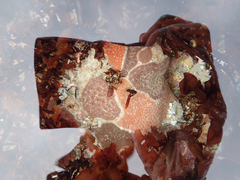 Eudistoma psammion