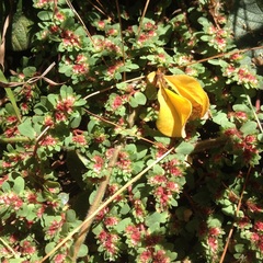 Euphorbia densiflora