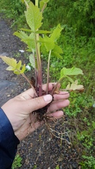 Valeriana amurensis
