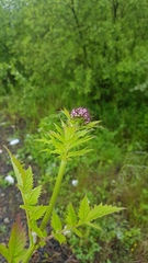 Valeriana amurensis