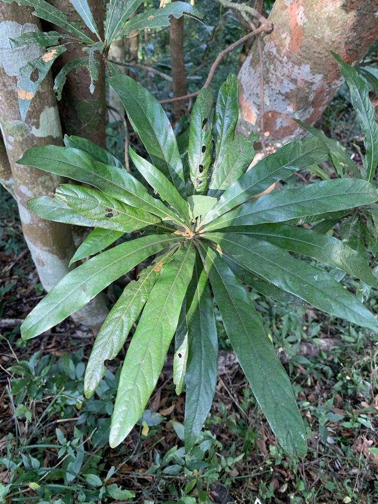 Litsea acutivena (Litsea acutivena)