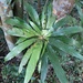 Litsea acutivena - Photo (c) 羅恩至, algunos derechos reservados (CC BY-NC), subido por 羅恩至