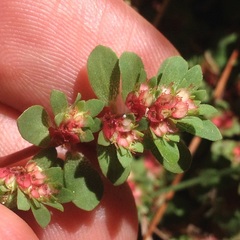 Euphorbia densiflora