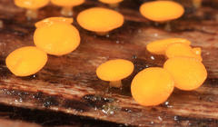 Pezizellaceae