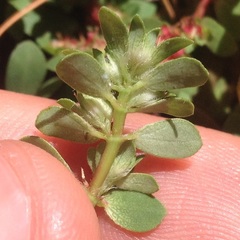 Euphorbia densiflora