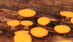 Pezizellaceae