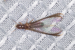 Incisitermes fruticavus