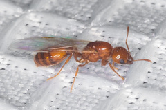 Solenopsis amblychila
