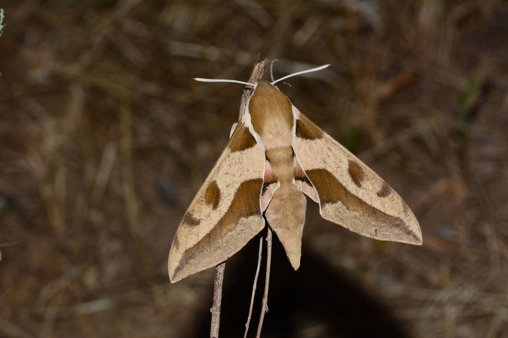 Mediterranean Hawkmoth