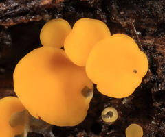 Pezizellaceae
